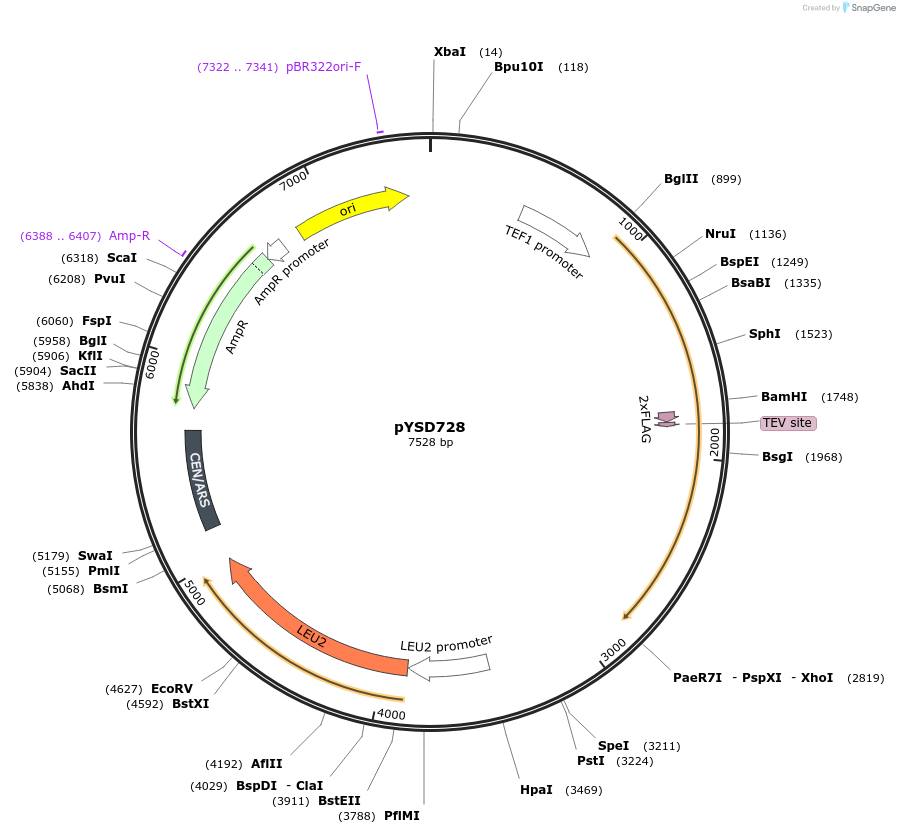 253050-plasmid-map-sequence-id-508705
