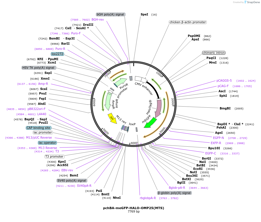 188663-plasmid-map-sequence-id-508708