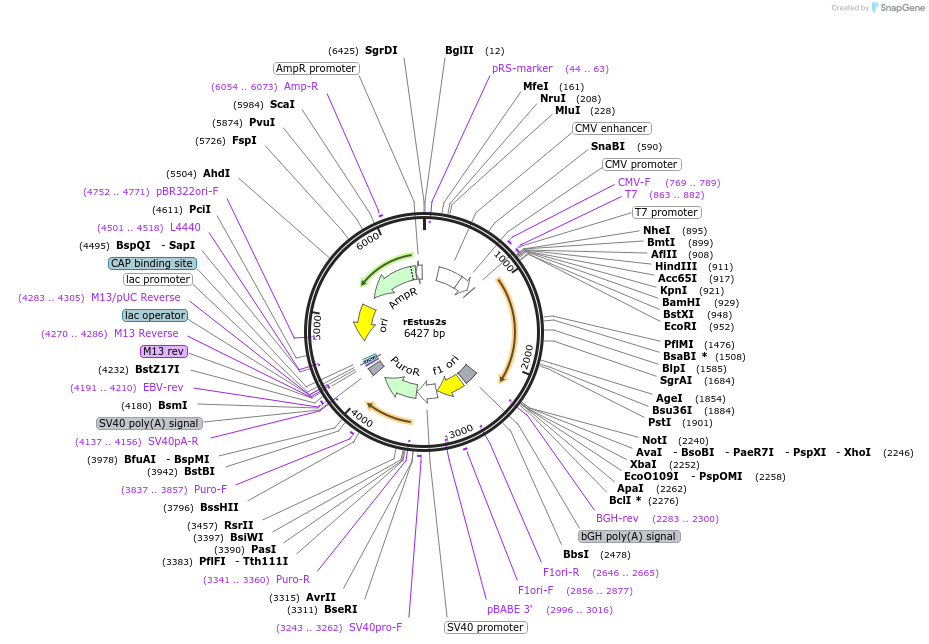 250991-plasmid-map-sequence-id-508713