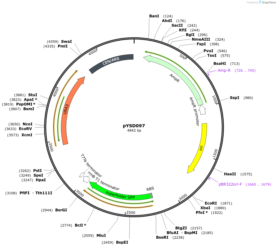 252986-plasmid-map-sequence-id-508716