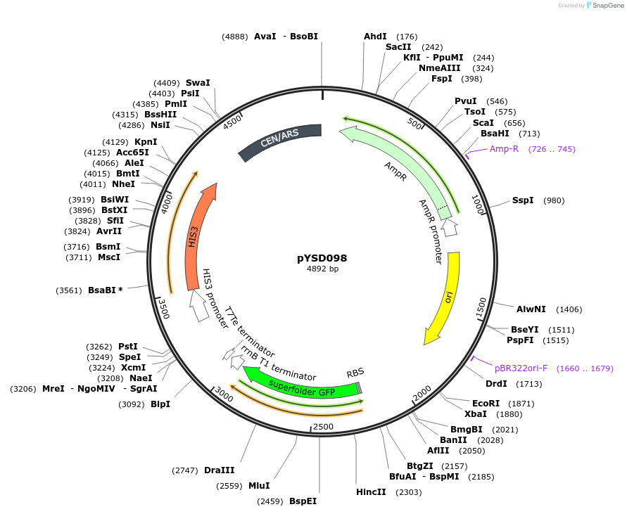 252987-plasmid-map-sequence-id-508717