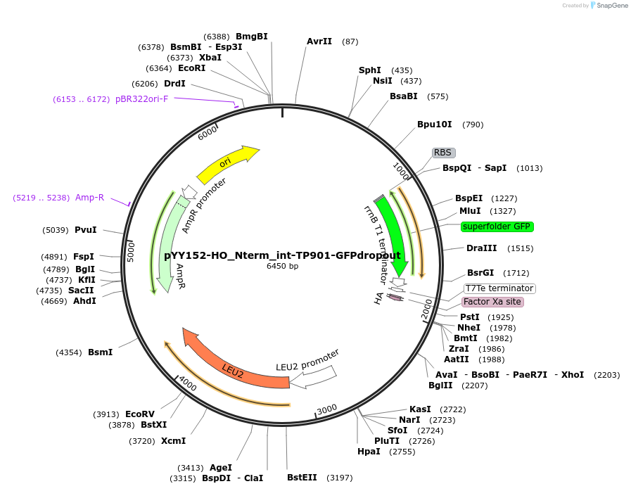 253830-plasmid-map-sequence-id-508720