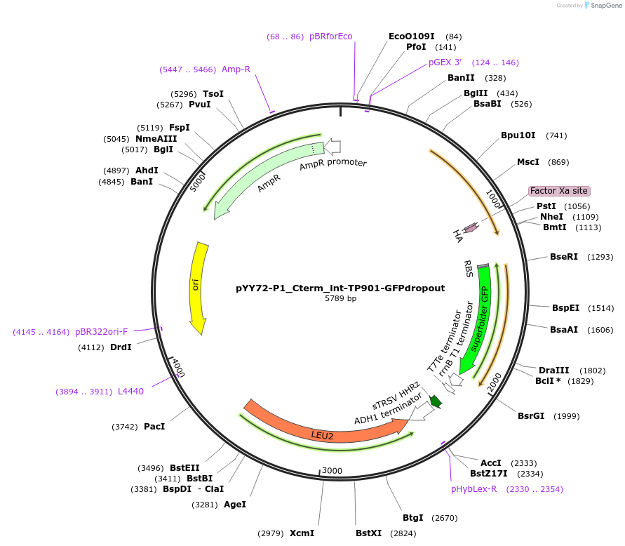 253829-plasmid-map-sequence-id-508723