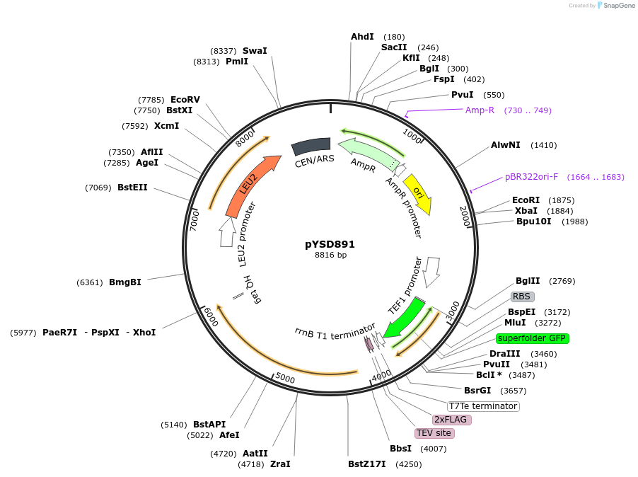 253017-plasmid-map-sequence-id-508726