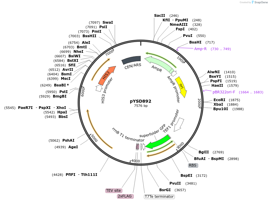 253018-plasmid-map-sequence-id-508727