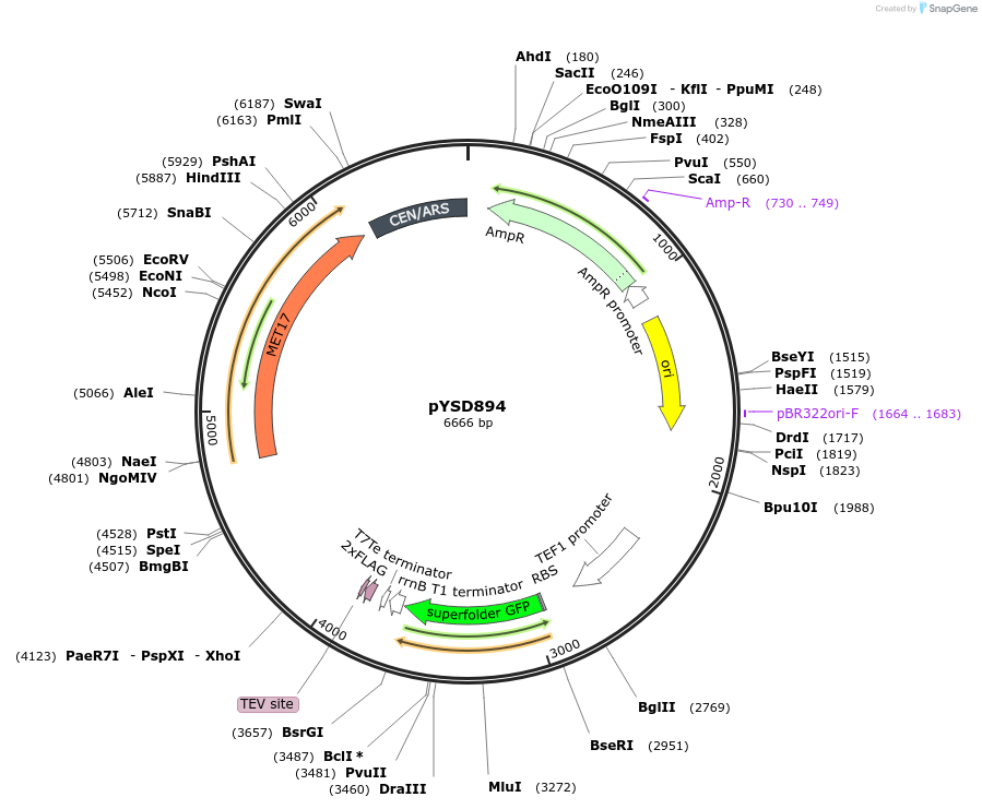 253020-plasmid-map-sequence-id-508728