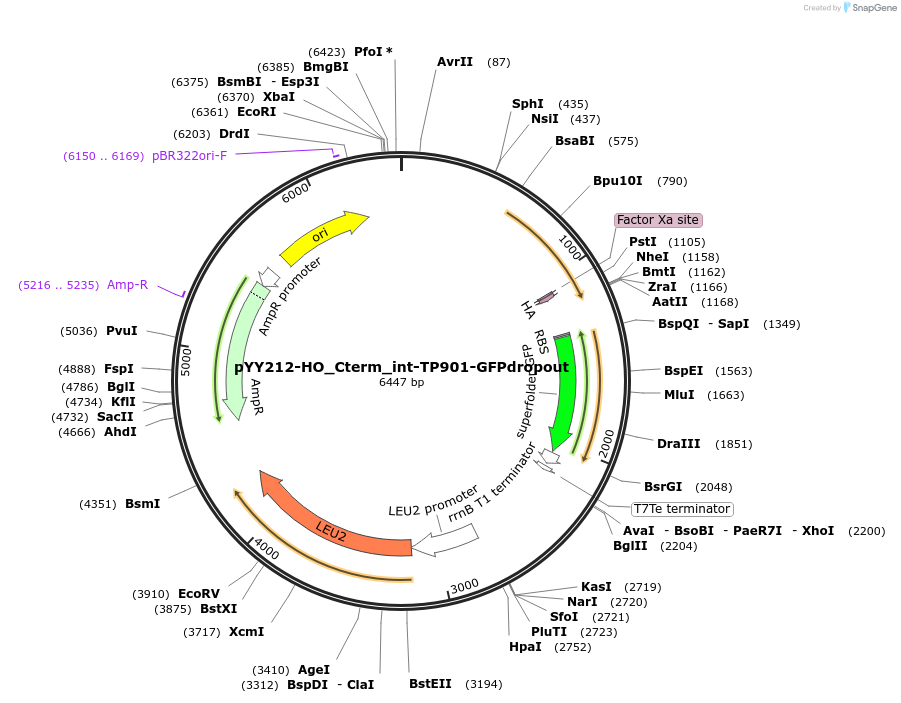 253831-plasmid-map-sequence-id-508729