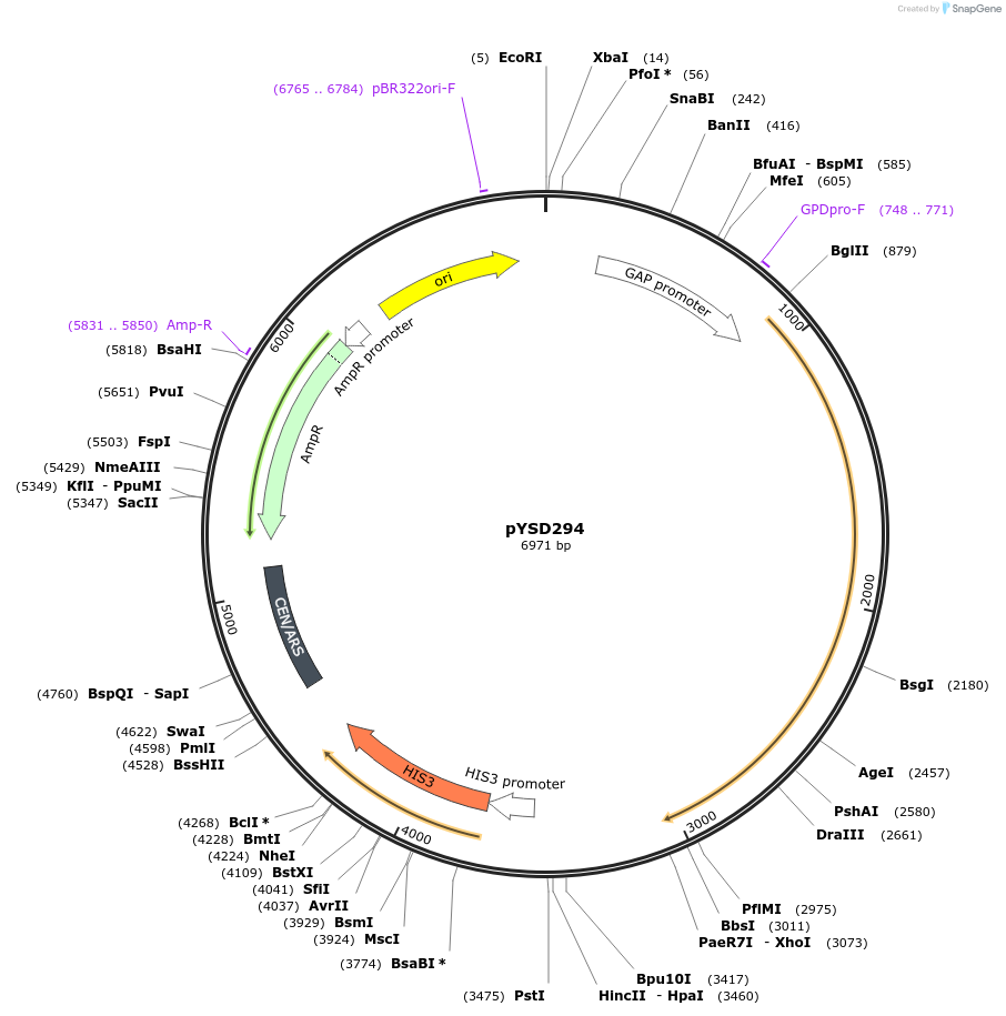 253027-plasmid-map-sequence-id-508730