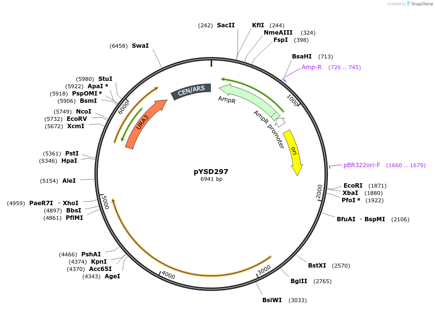 253029-plasmid-map-sequence-id-508731