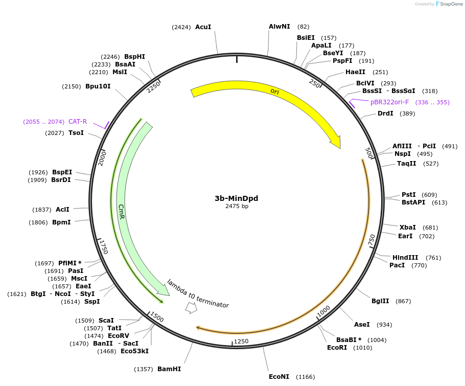 252607-plasmid-map-sequence-id-508732