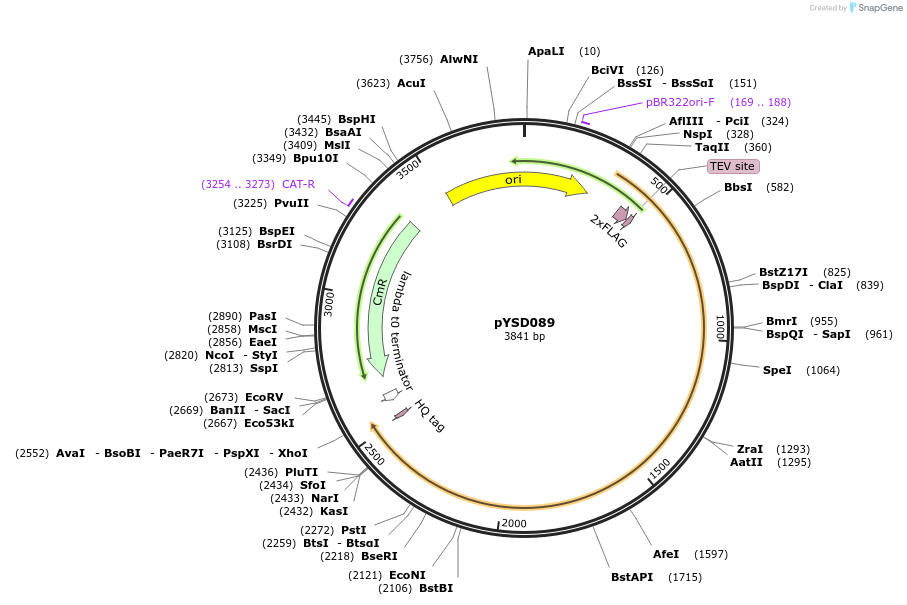 252979-plasmid-map-sequence-id-508738