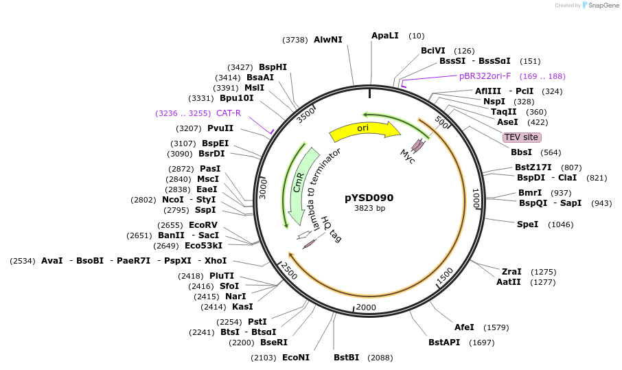 252980-plasmid-map-sequence-id-508739