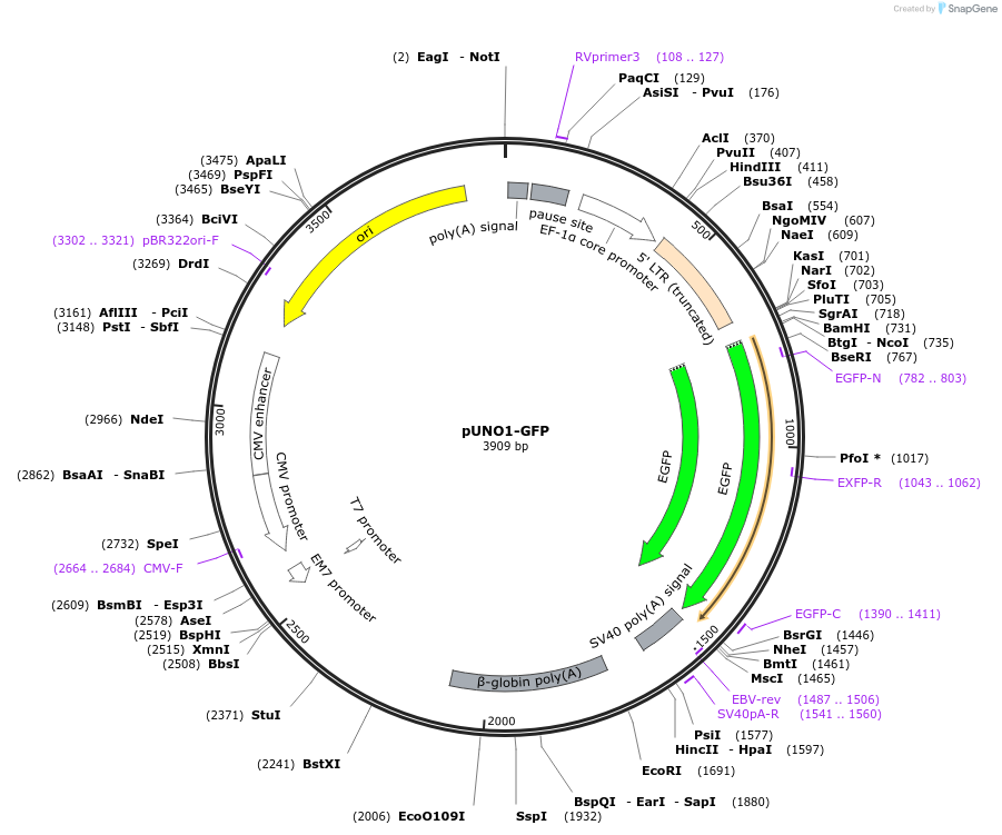 252593-plasmid-map-sequence-id-508749