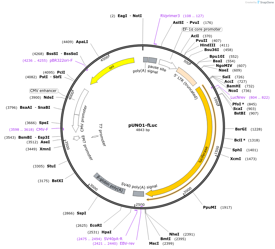 252596-plasmid-map-sequence-id-508750