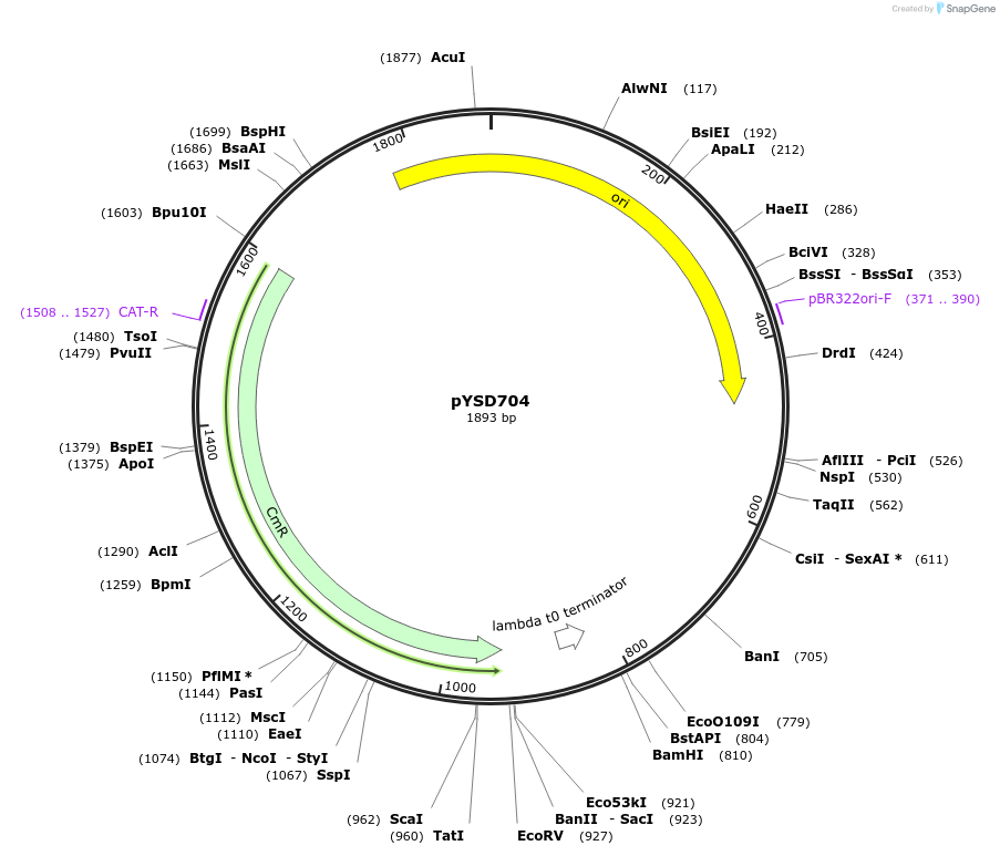 253013-plasmid-map-sequence-id-508761