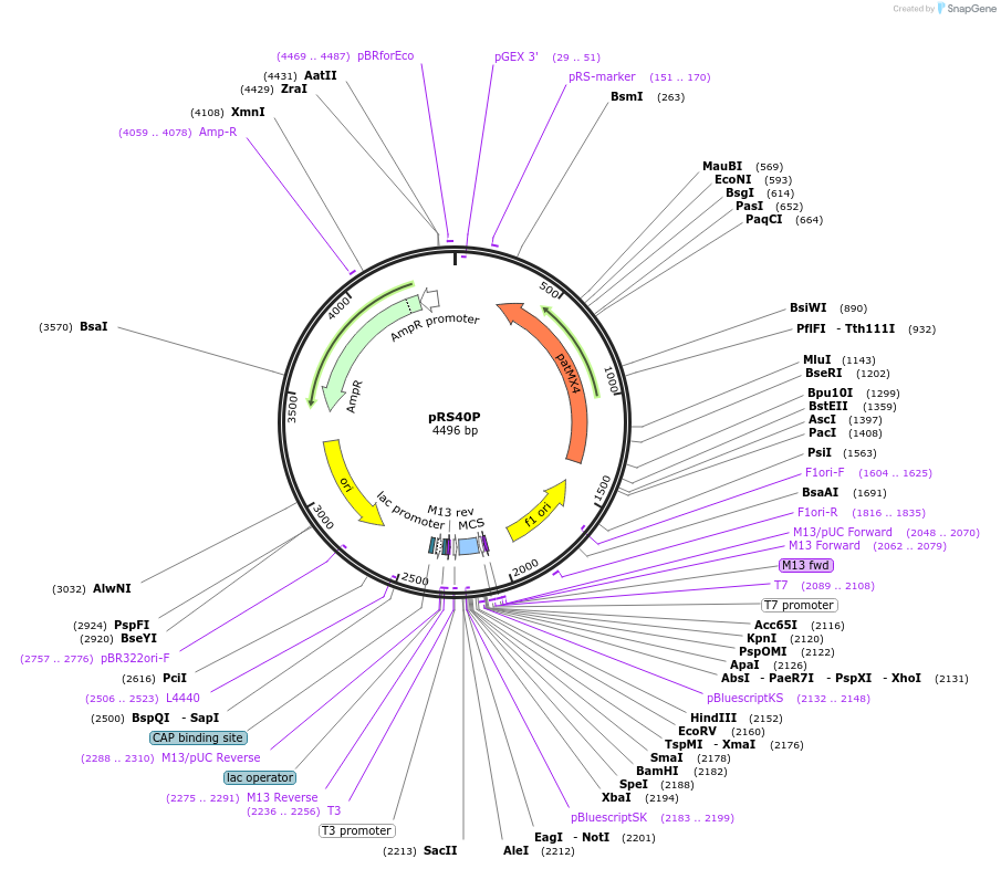 35481-plasmid-map-sequence-id-50877