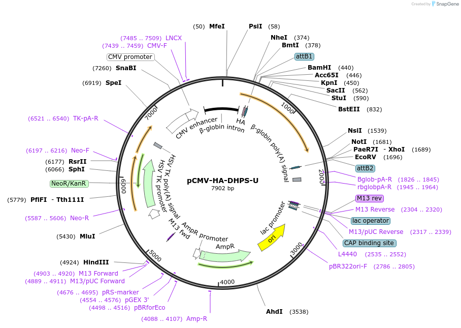 255447-plasmid-map-sequence-id-508827