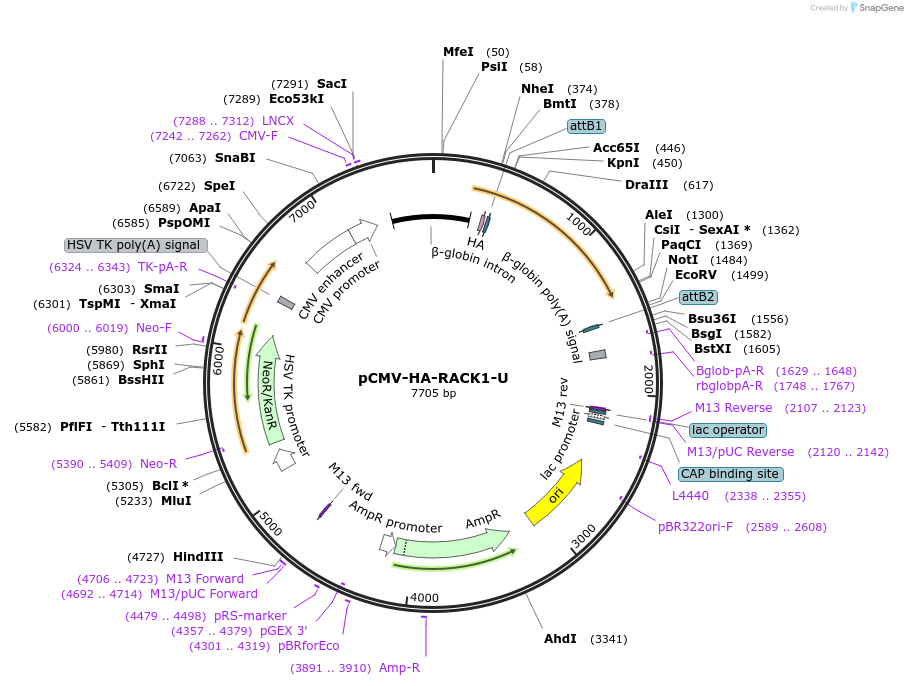 255449-plasmid-map-sequence-id-508828