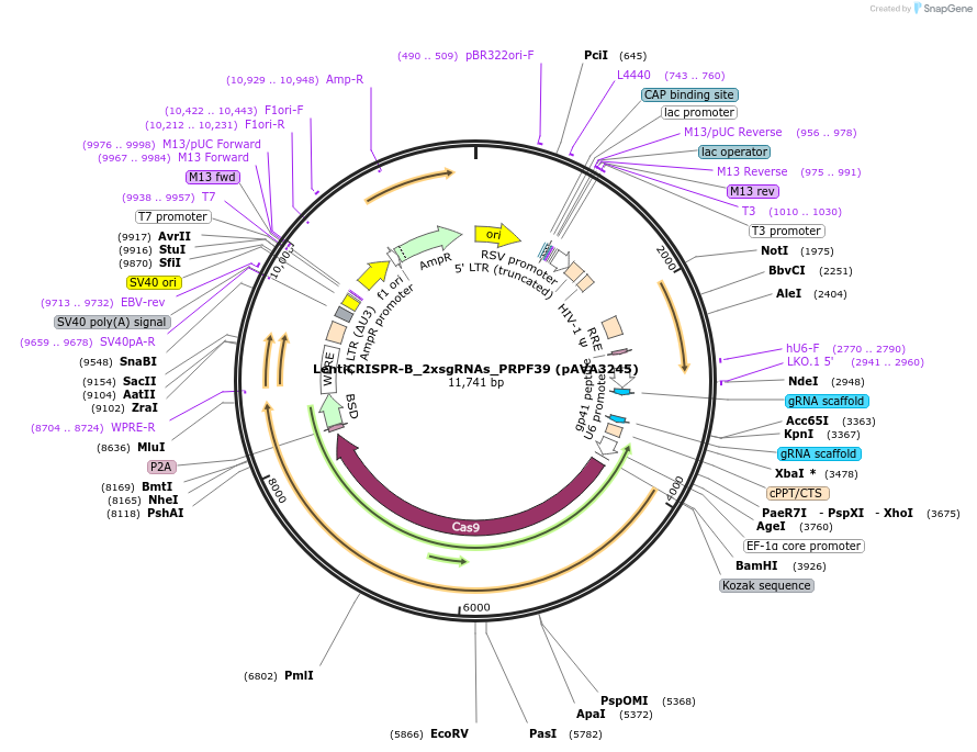 254885-plasmid-map-sequence-id-508829