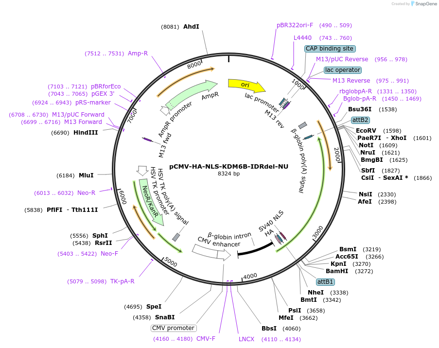 255435-plasmid-map-sequence-id-508831