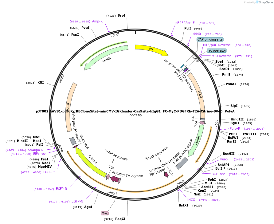 255646-plasmid-map-sequence-id-508839