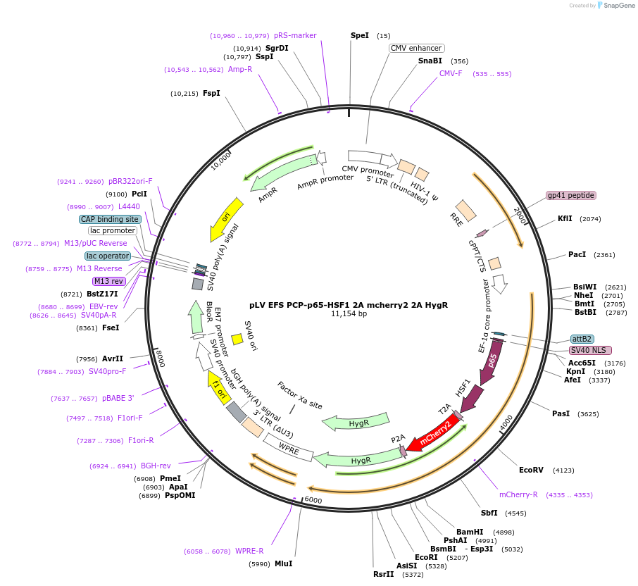 255462-plasmid-map-sequence-id-508840