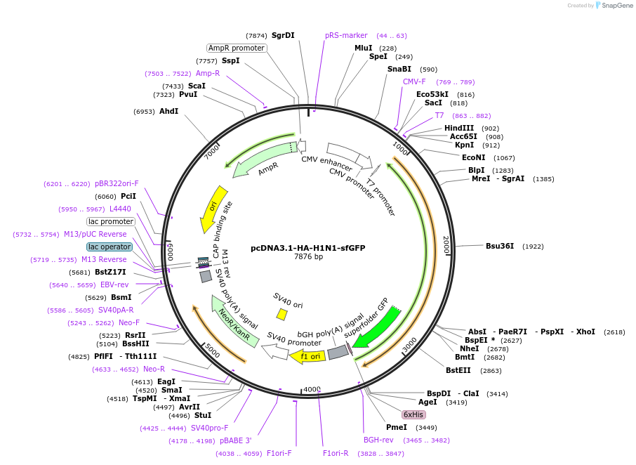 253733-plasmid-map-sequence-id-508846