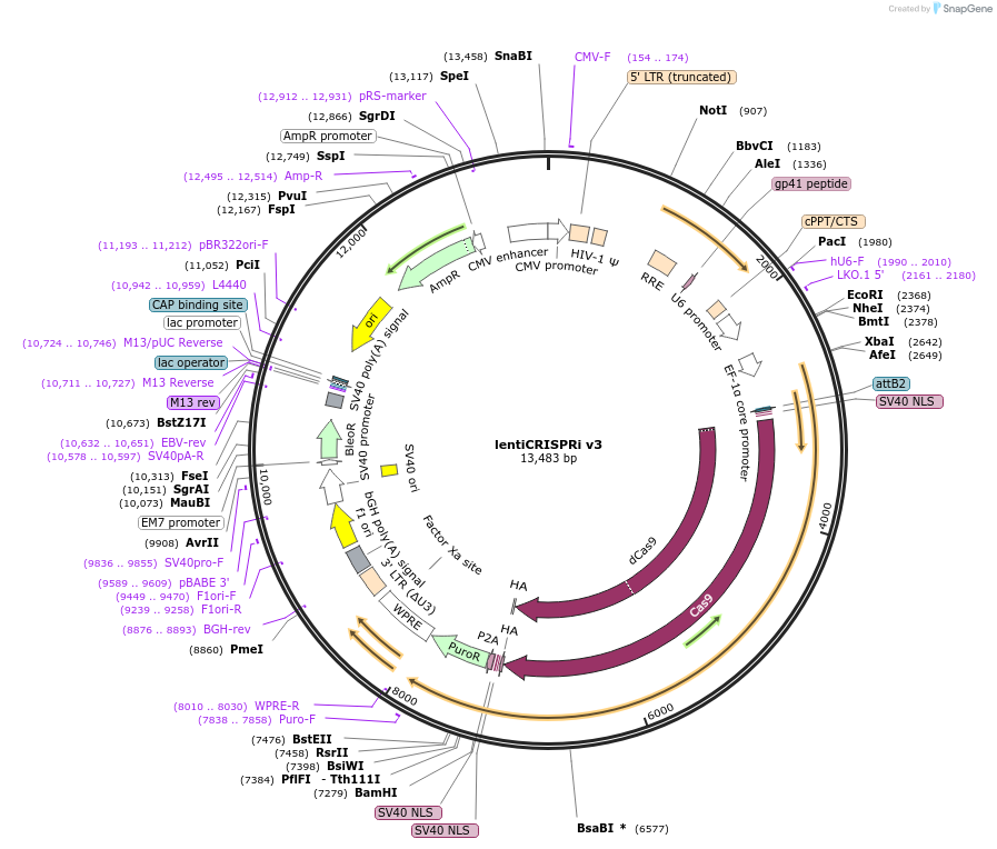 255461-plasmid-map-sequence-id-508847