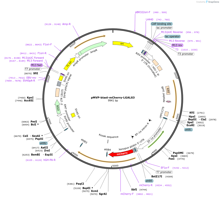 251002-plasmid-map-sequence-id-508848