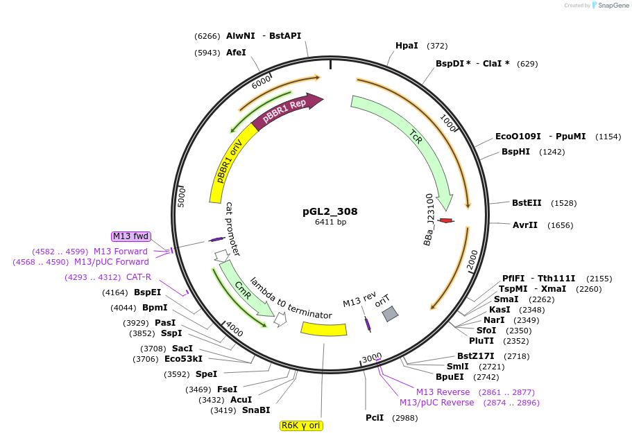 251946-plasmid-map-sequence-id-508849
