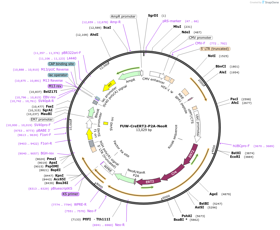 253966-plasmid-map-sequence-id-508857