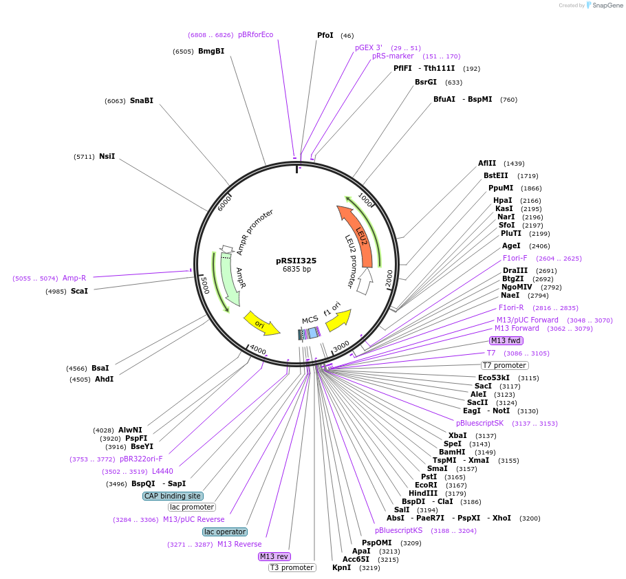 35467-plasmid-map-sequence-id-50887