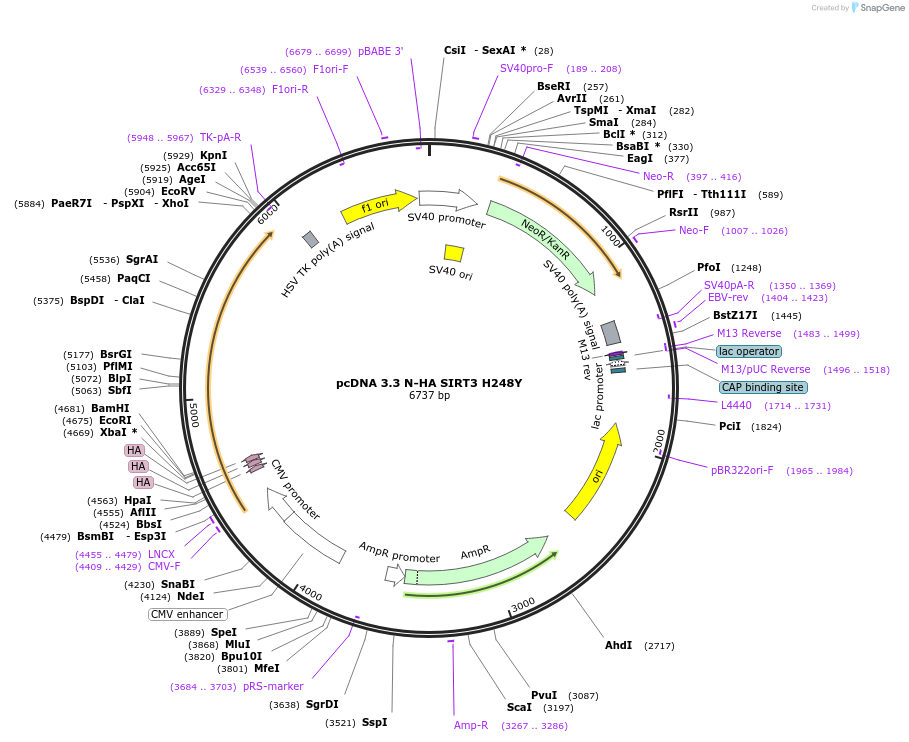 246197-plasmid-map-sequence-id-508929