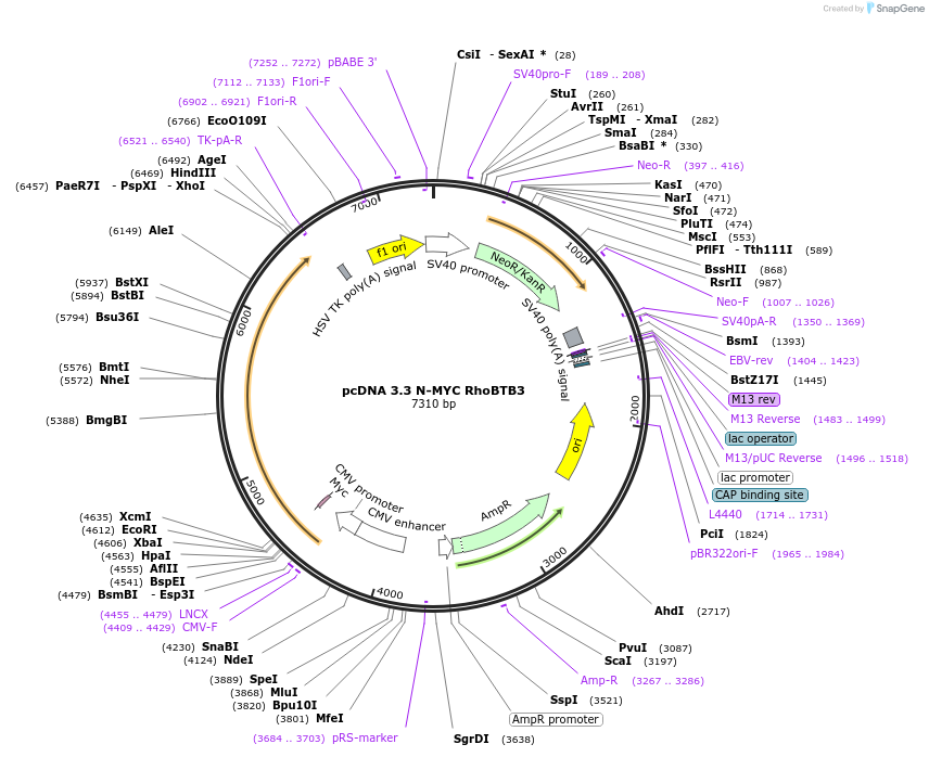 246208-plasmid-map-sequence-id-508933