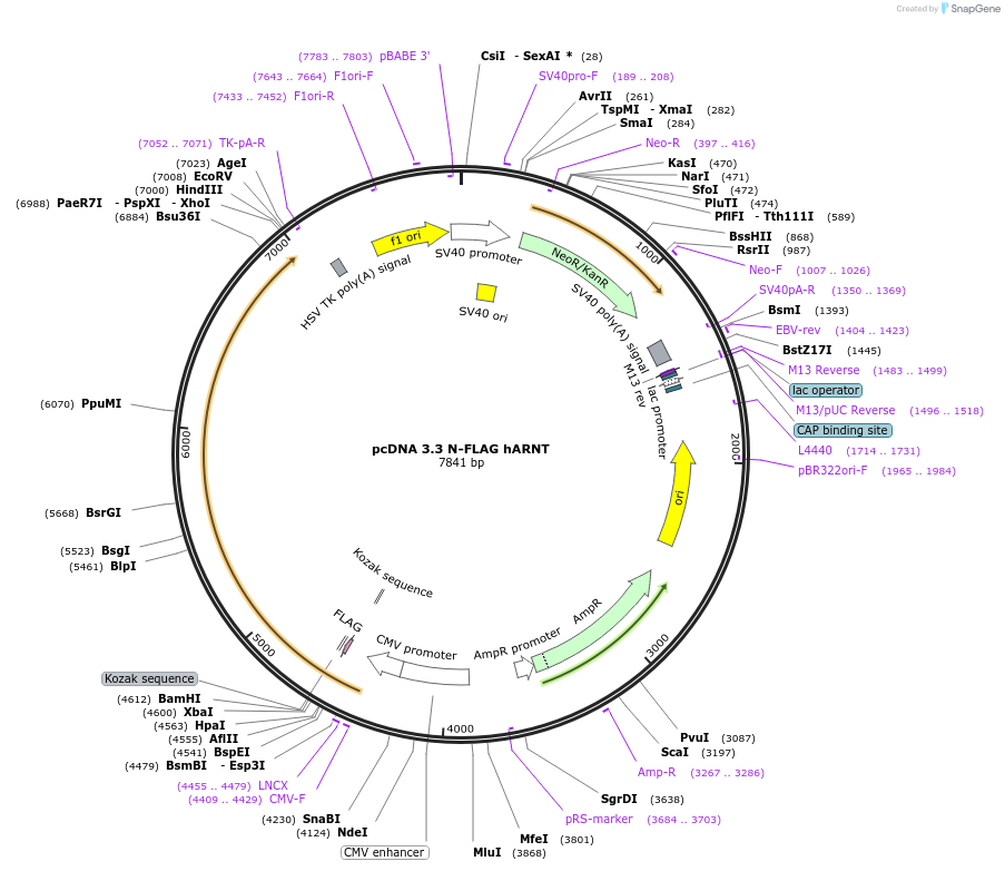 246219-plasmid-map-sequence-id-508935