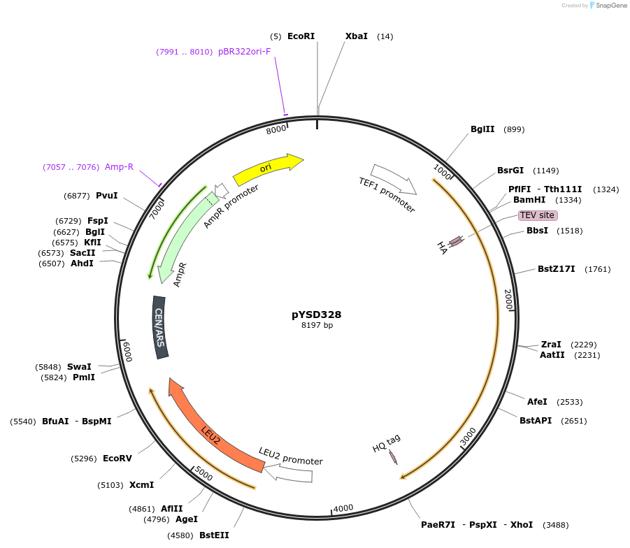253040-plasmid-map-sequence-id-508937