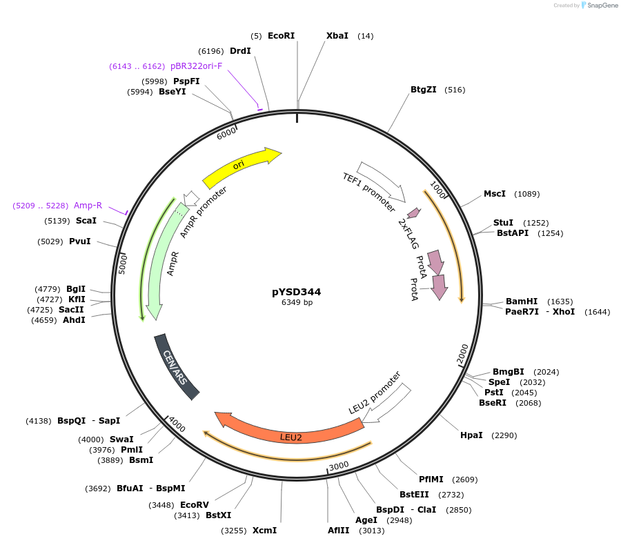 253044-plasmid-map-sequence-id-508939