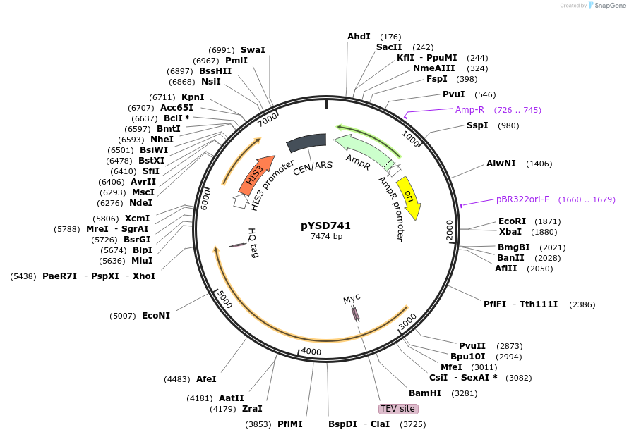 253052-plasmid-map-sequence-id-508946