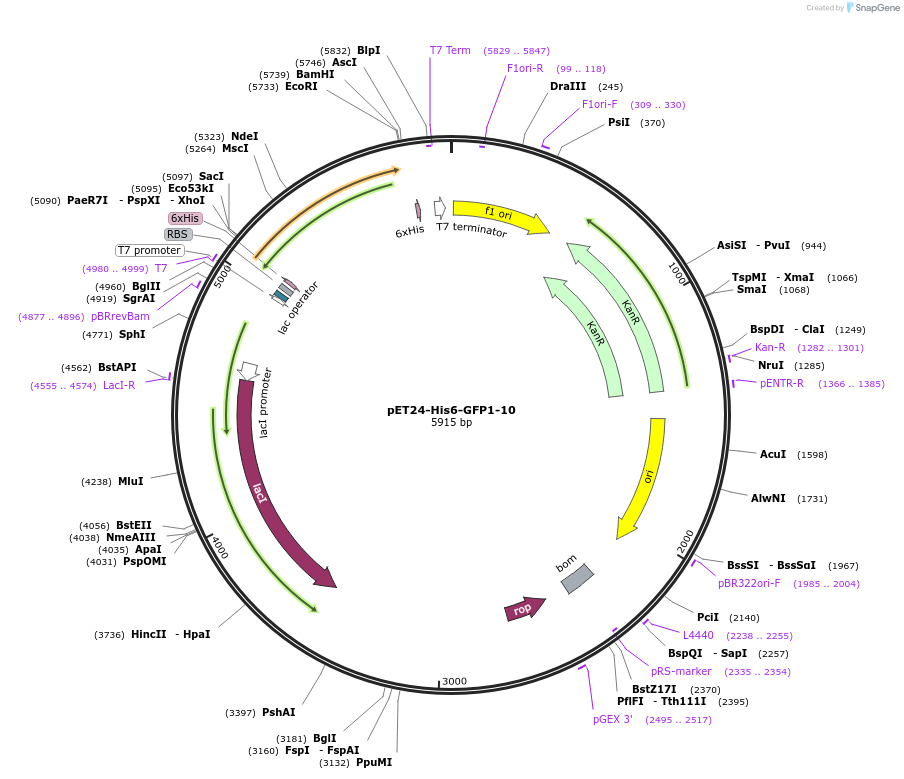 253053-plasmid-map-sequence-id-508949