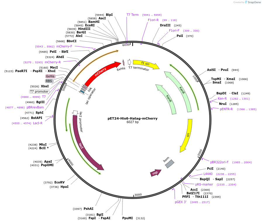 253054-plasmid-map-sequence-id-508951