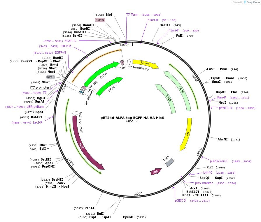 253056-plasmid-map-sequence-id-508953