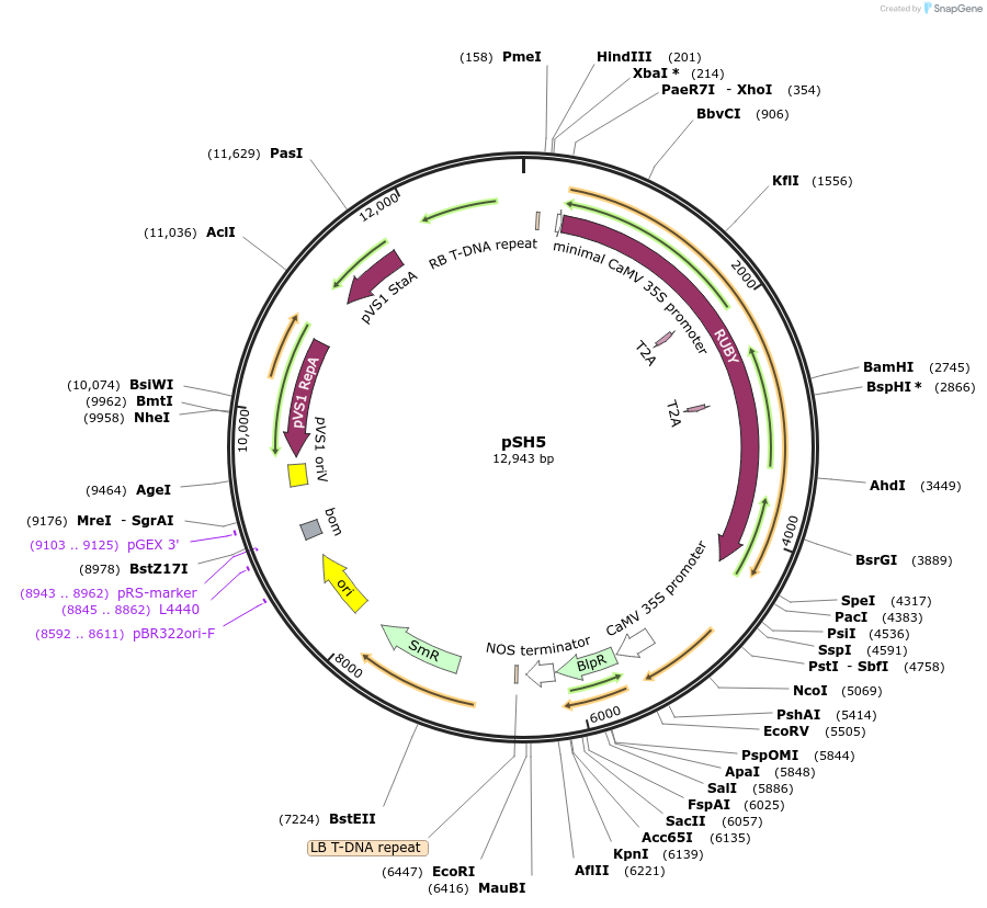 254177-plasmid-map-sequence-id-508968
