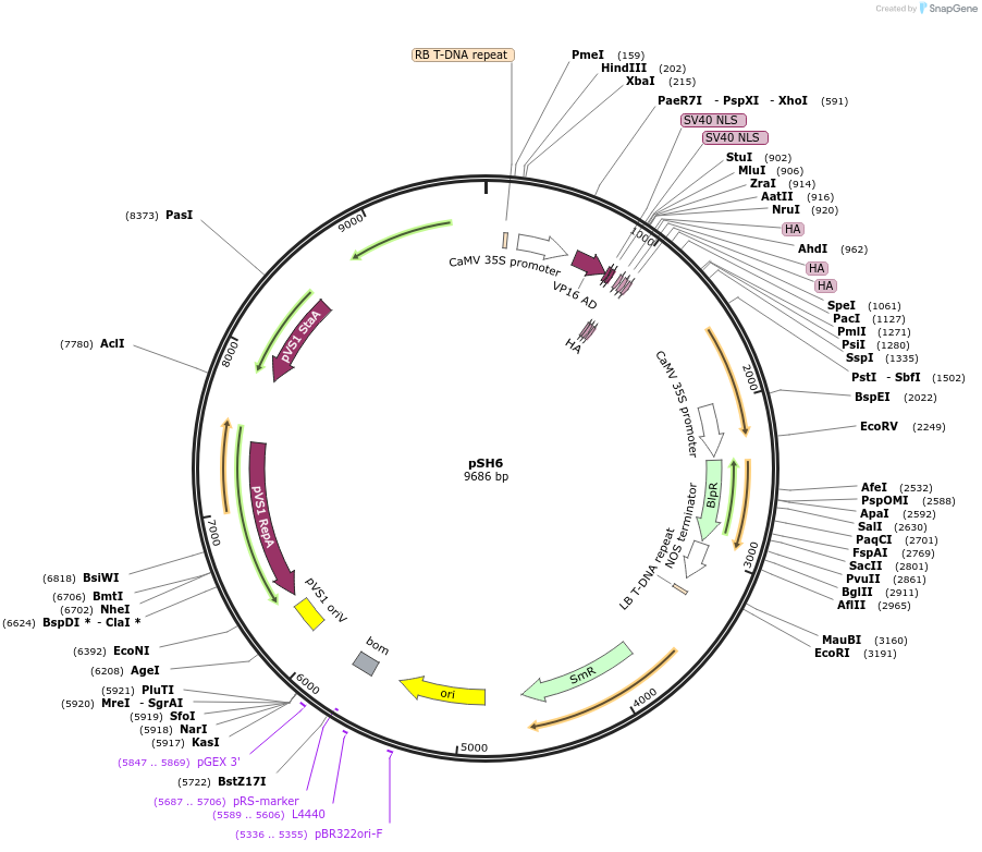 254178-plasmid-map-sequence-id-508969