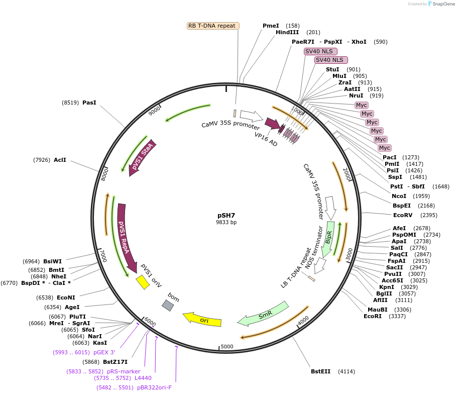 254179-plasmid-map-sequence-id-508970