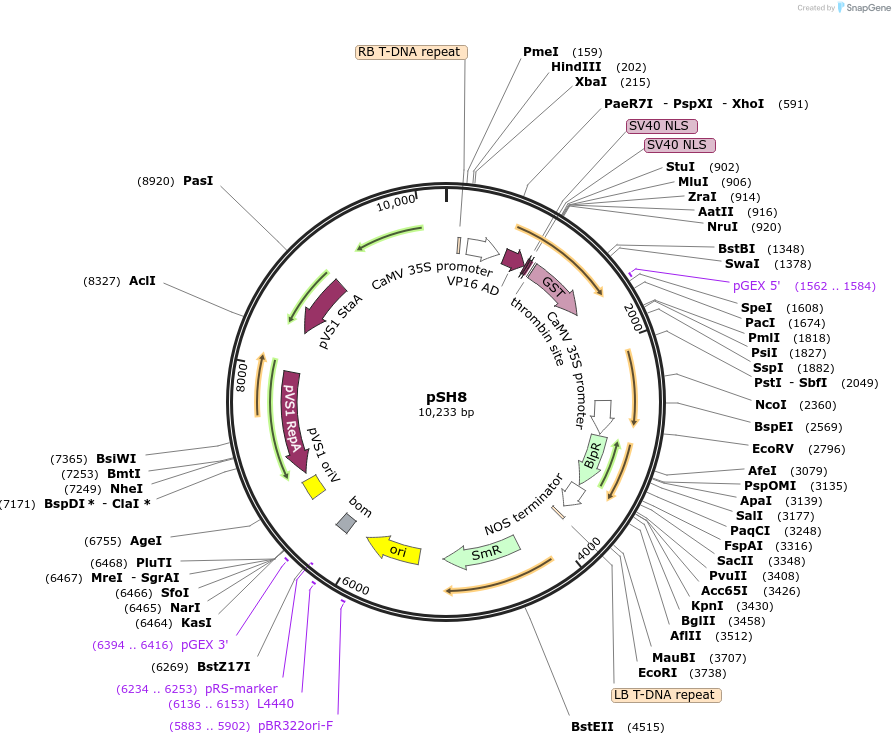 254180-plasmid-map-sequence-id-508971