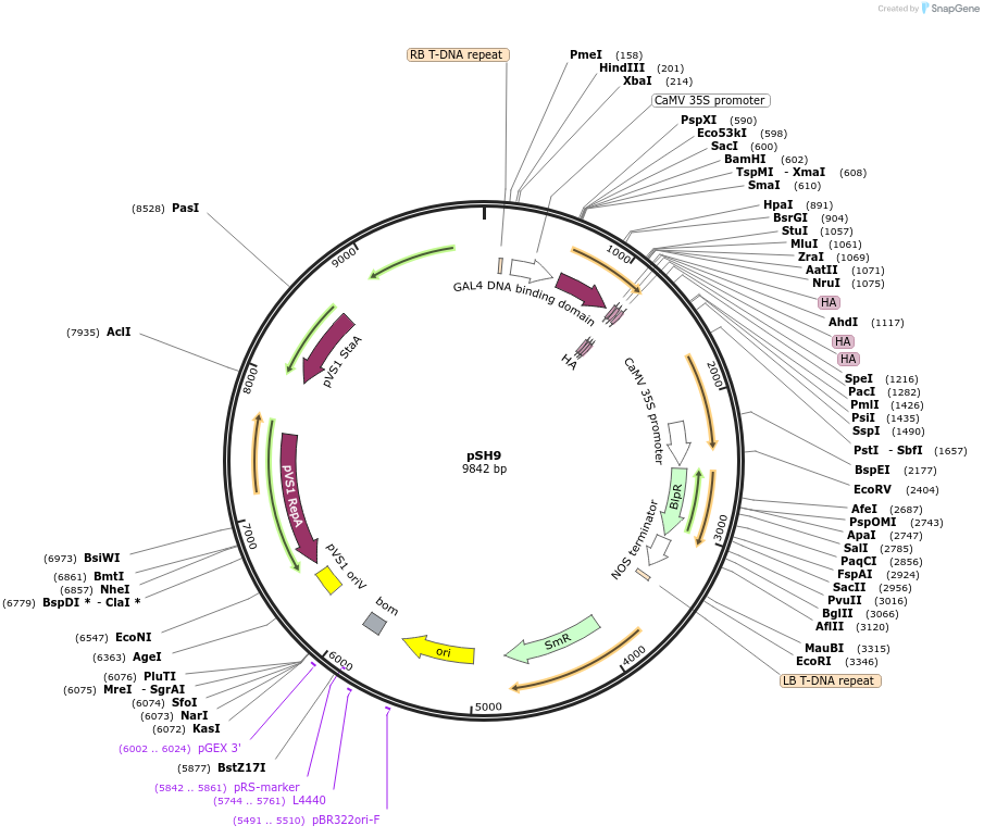 254181-plasmid-map-sequence-id-508975