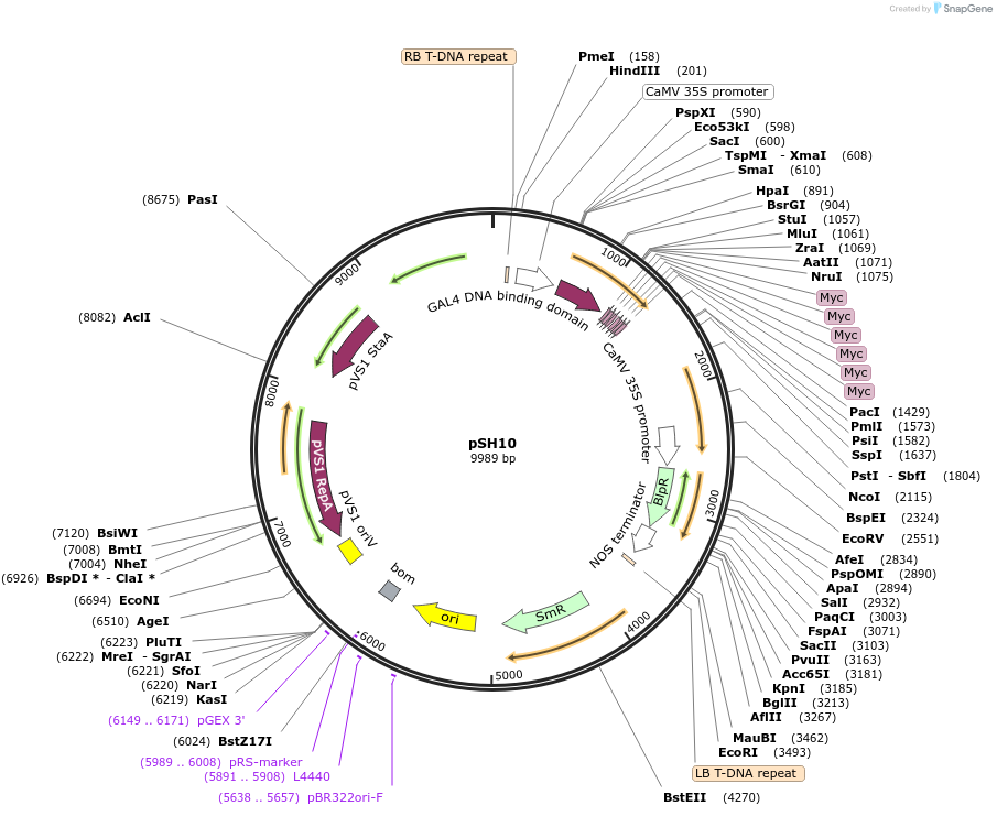 254182-plasmid-map-sequence-id-508976