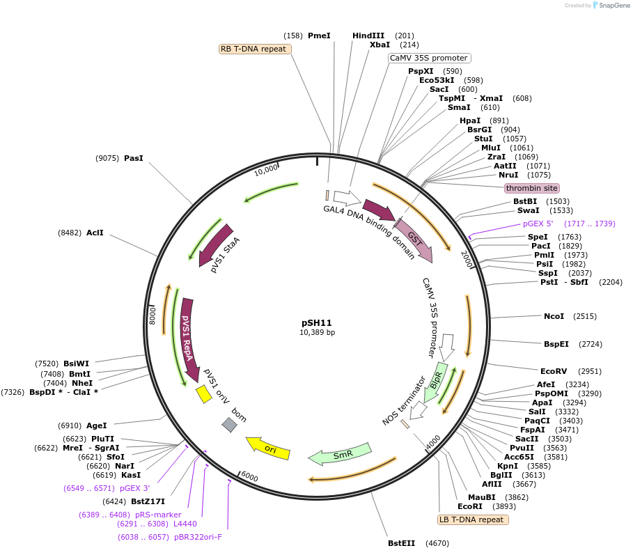 254183-plasmid-map-sequence-id-508979