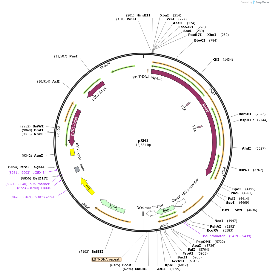 254170-plasmid-map-sequence-id-508982