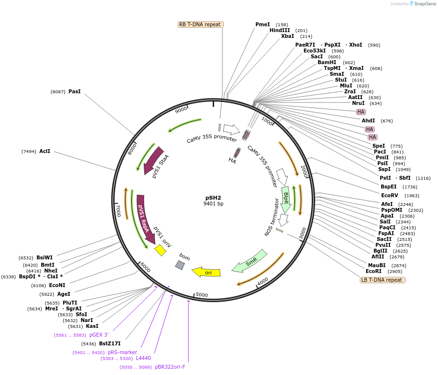 254171-plasmid-map-sequence-id-508983
